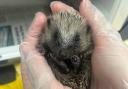 Baby hedgehog rescued by Secret World.