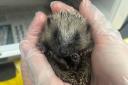 Baby hedgehog rescued by Secret World.