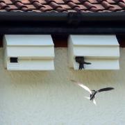 INSTALLED: Swift boxes can help the birds nest. PICTURE: Bristol Swifts
