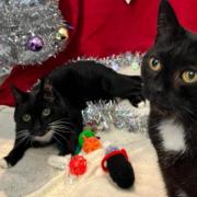 Brothers Pinot and Grigio are looking for new homes in Somerset.