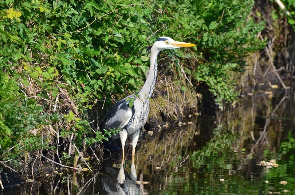 LOOKOUT: A heron at Ham Wall, by Tim Dunn. PUBLISHED: April 13, 2017