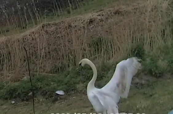 THATS SAFER: The swan after being released 