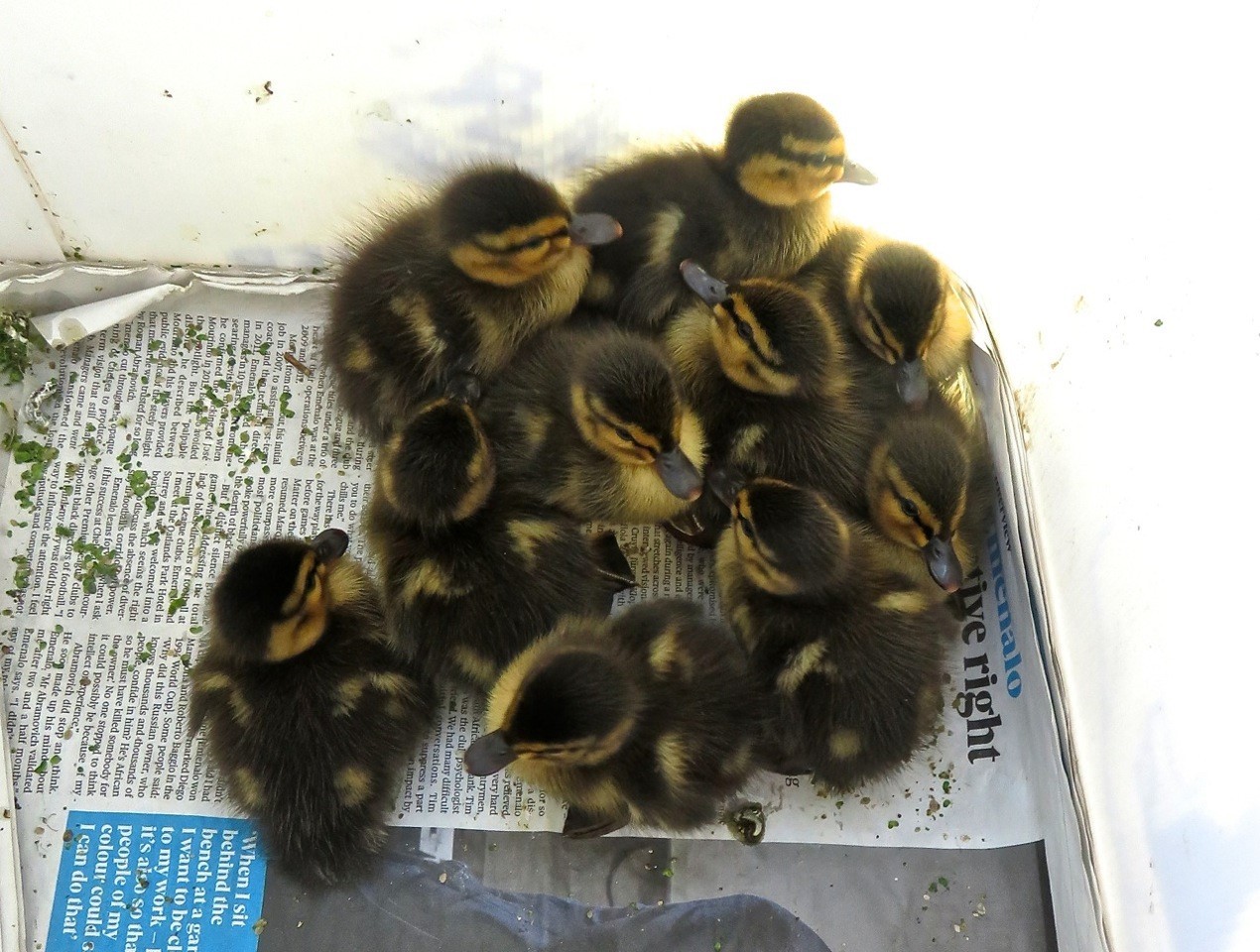 Safe afterr their rescue - the ten ducklings being cared for at Secret World
