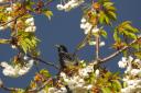 A stunnng starling (Anne Rixon)
