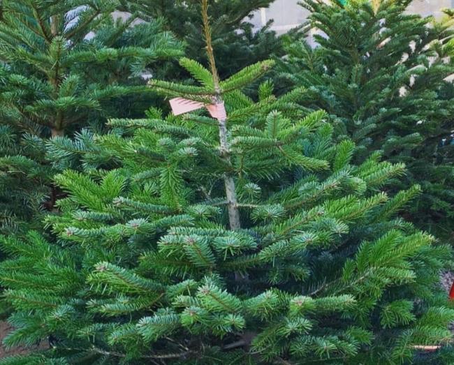 Some charities will collect your real Christmas tree for a donation