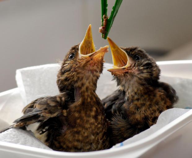Burnham and Highbridge Weekly News: NATURE: Two sparrow chicks are fed at the animal welfare charity (Image: Secret World Wildlife Rescue)