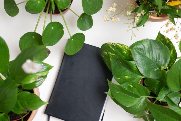 Burnham and Highbridge Weekly News: A black notebook surrounded by indoor plants. Credit: PA