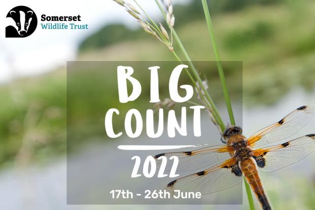 The Big Count starts in Somerset in June