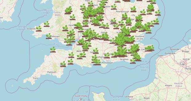 Burnham and Highbridge Weekly News: WhatShed's interactive map shows dozens of spots in the south of England where Giant Hogweed has been spotted. Picture: WhatShed