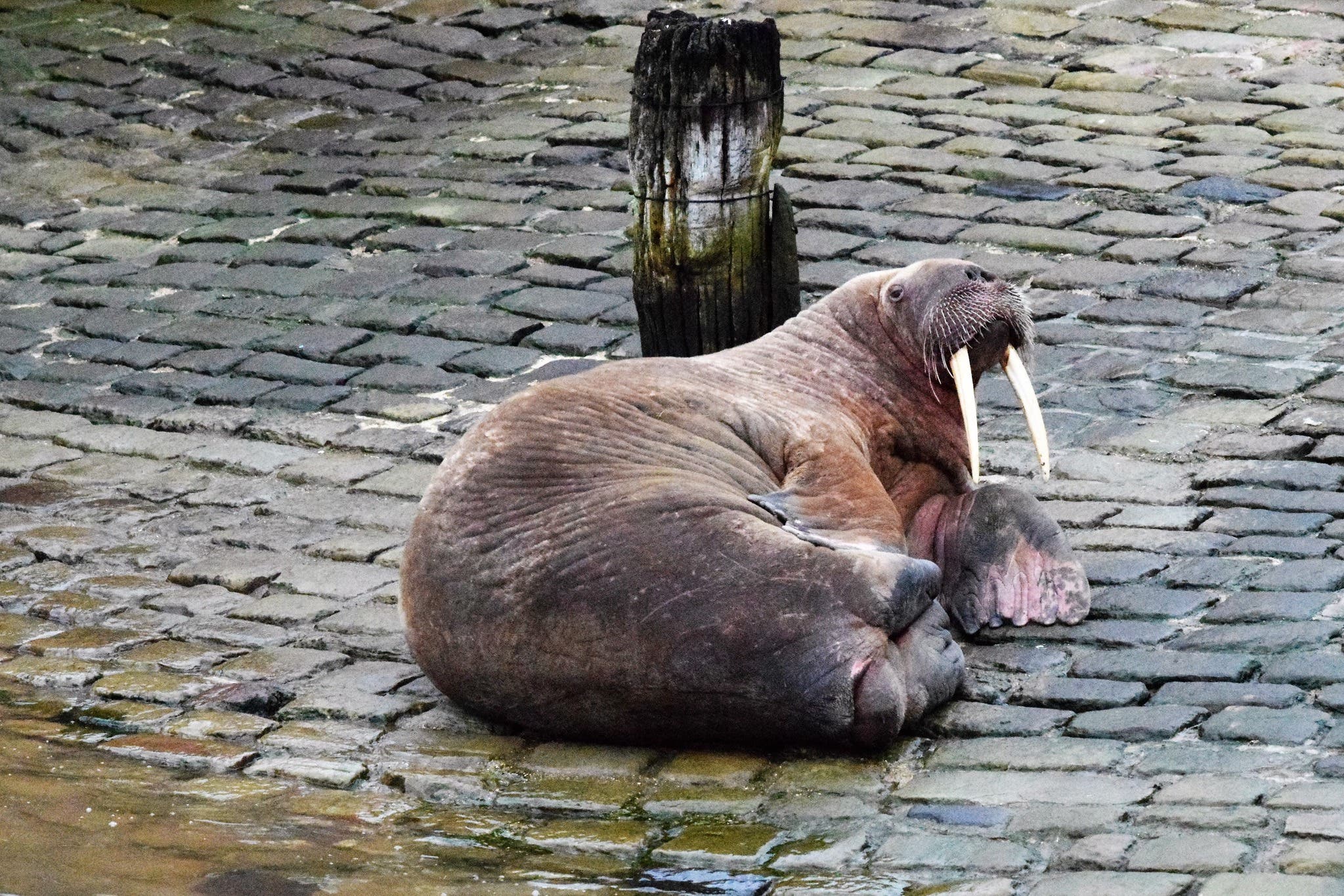 Thor's day: Wandering walrus delights locals after appearing in seaside town | Burnham and Highbridge Weekly News - Vimarsana News
