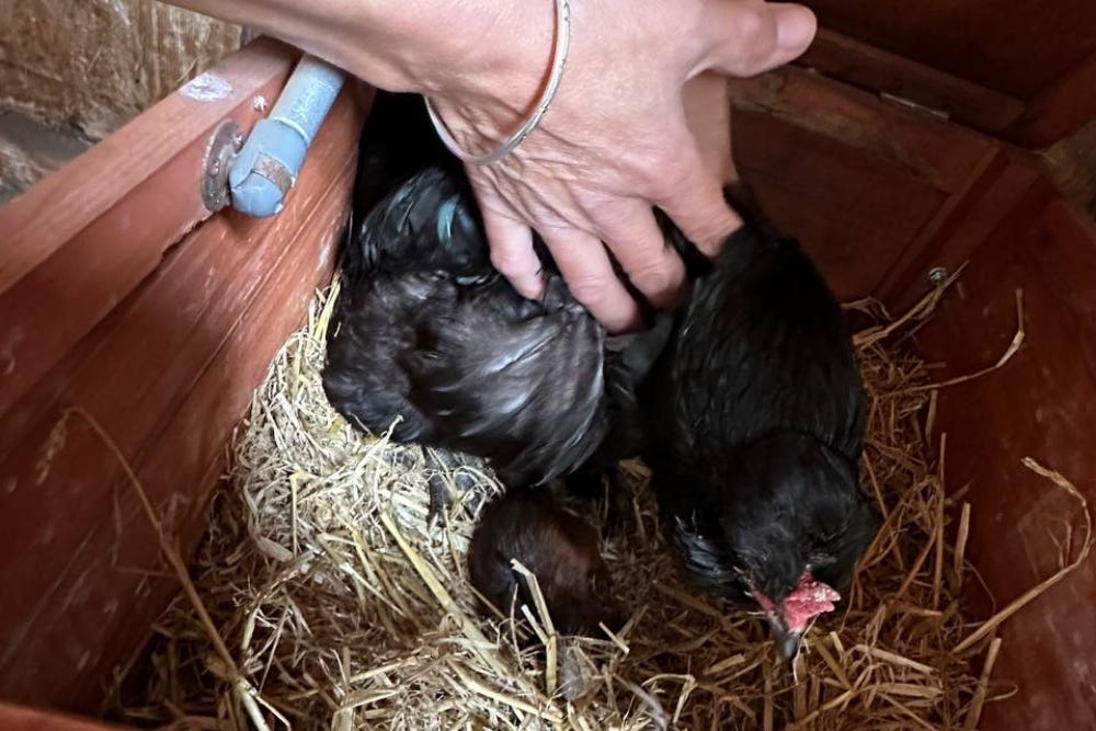 Baby squirrel 'adopted' by hen rescued by animal welfare charity | Burnham and Highbridge Weekly News - Vimarsana News
