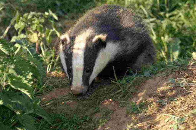 Anti-badger cull candlelight procession planned for bank holiday