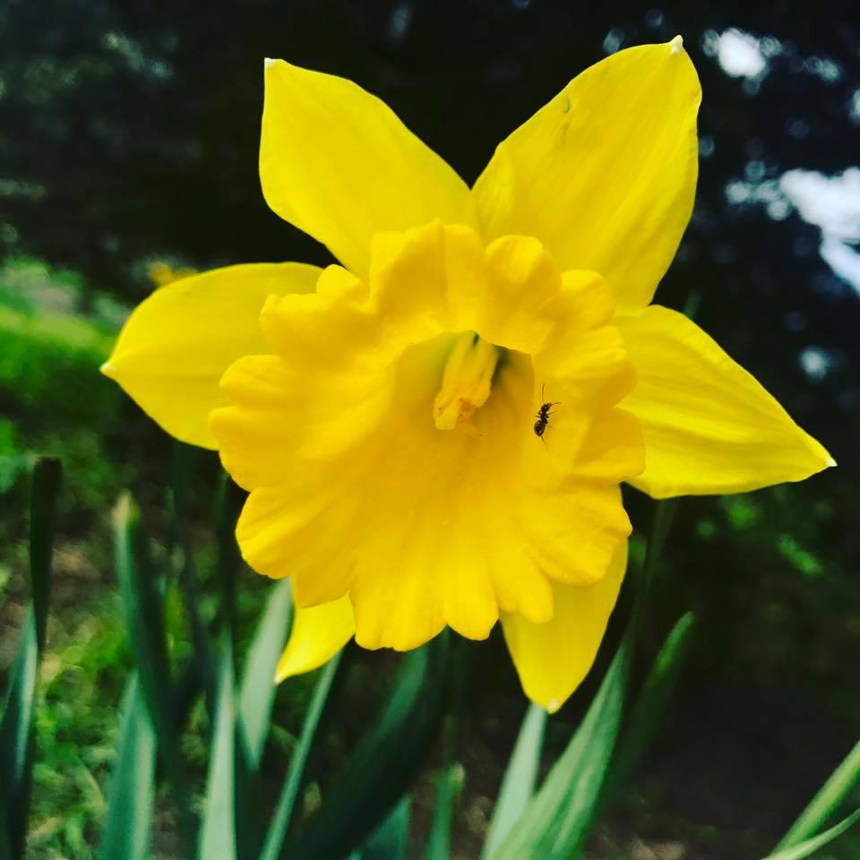 IN BLOOM: A daffodil in St Andrew’s Churchyard, Burnham-on-Sea, by Steven Howe. PUBLISHED: March 23, 2017