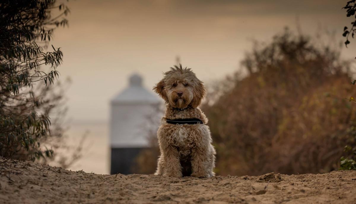 WALKIES: A dog walk in Burnham-on-Sea by Barry Walker PUBLISHED: March 23, 2017