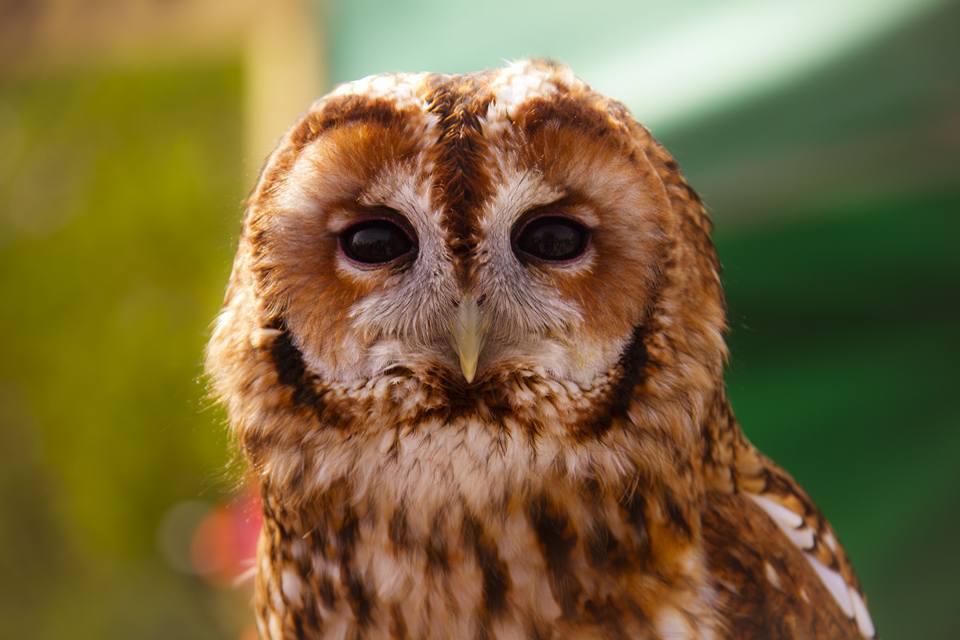 Owl at Secret World Wildlife Rescue by Tiny Tina. PUBLISHED: April 20, 2017