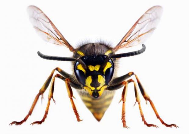 Burnham and Highbridge Weekly News: A wasp